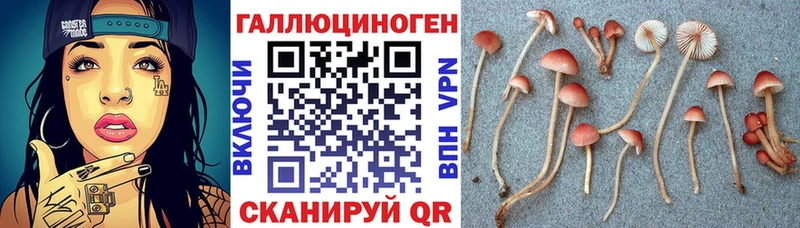 закладка  Вологда  Псилоцибиновые грибы Magic Shrooms 